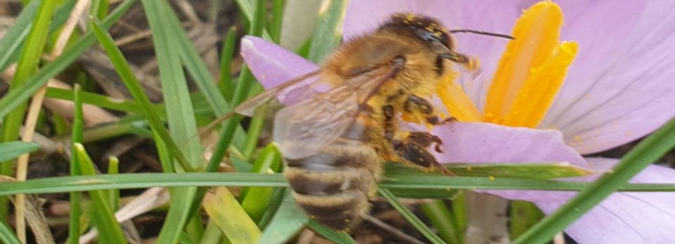 Biene auf Krokusblüte